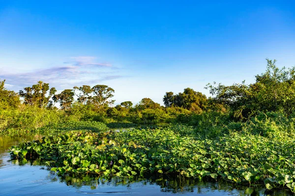 Corixo do Cerrado Nehri 'ndeki el değmemiş Güney Pantanal sulak arazisinin yemyeşil manzarası. Corumba, Mato Grosso do Sul, Brezilya. Brezilya doğası ve vahşi doğası.