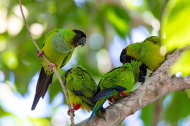 Nanday muhabbet kuşu (Aratinga nenday), kara başlıklı papağan ya da nanday conure olarak bilinen kuş. Pocone, Güney Pantanal Mato Grosso, Brezilya. Brezilya yaban hayatı ve kuş gözlemciliği.