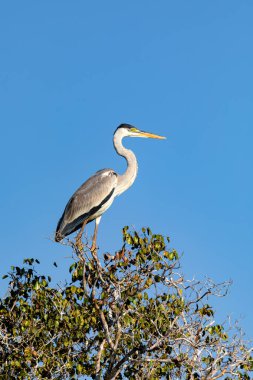 Cocoi heron (Ardea coi), balıkçılgiller (Ardeidae) familyasından bir kuş türü. Pocone, Güney Pantanal Mato Grosso, Brezilya. Brezilya yaban hayatı ve kuş gözlemciliği.
