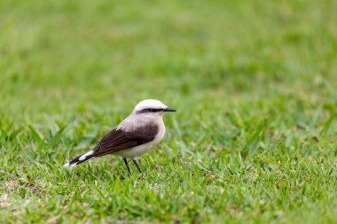 Maskeli su tiranı (Fluvicola nengeta), Tyrannidae familyasından bir kuş türü. Angra dos Reis, Rio de Janeiro, Brezilya. Brezilya yaban hayatı ve kuş gözlemciliği.