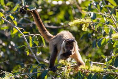 Sakallı kapuçin olarak bilinen siyah çizgili kapuçin (Sapajus libidinosus), Cebidae familyasındaki Yeni Dünya maymunu. Pocone, Güney Pantanal Mato Grosso, Brezilya. Brezilya yaban hayatı ve vahşi doğası.