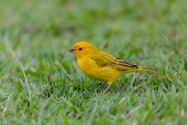 Saffron ispinozu (Sicalis flaveola), Amazon Havzası 'nın dışındaki açık ve yarı açık alanlarda sıkça rastlanan Güney Amerika' dan gelen bir tanager. Angra dos Reis, Rio de Janeiro, Brezilya. Brezilya yaban hayatı ve kuş gözlemciliği.