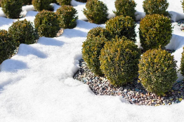 Beautiful Bushes Park Sunny Winter Day — Stock Photo, Image