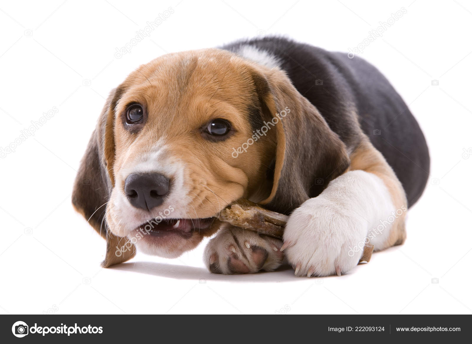 그것의 스러운 강아지 — 스톡 사진 © Fotosmurf #222093124, image size:1600x1167