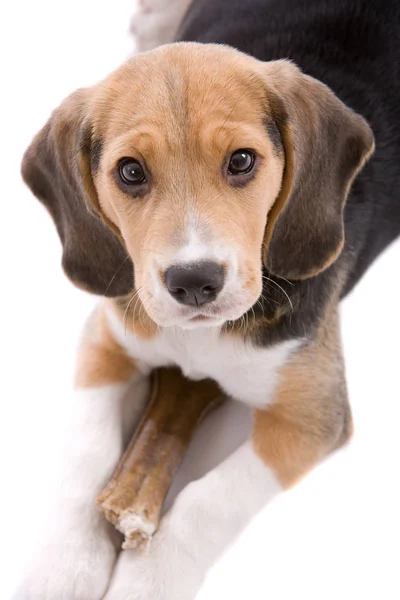 Słodkie Szczeniak Beagle Czuwa Nad Jego Kości Białym Tle — Zdjęcie stockowe