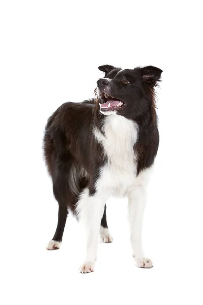 Vackra Unga Border Collie Vit Bakgrund — Stockfoto