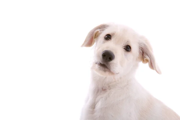 Schattige Kleine Witte Herder Pup Witte Achtergrond — Stockfoto