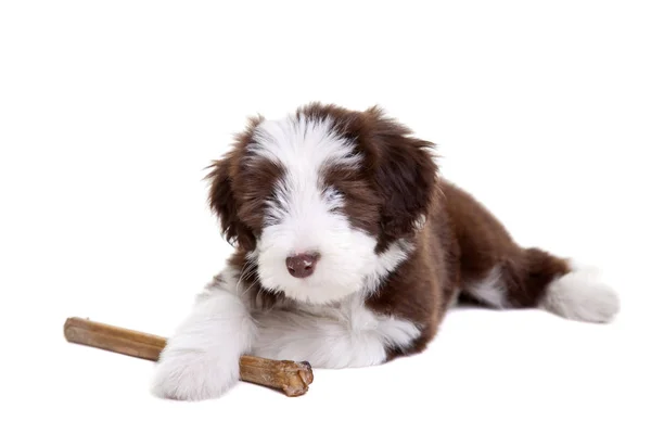 Söta Lilla Bearded Collie Valp Skydda Sin Tugga Ben — Stockfoto