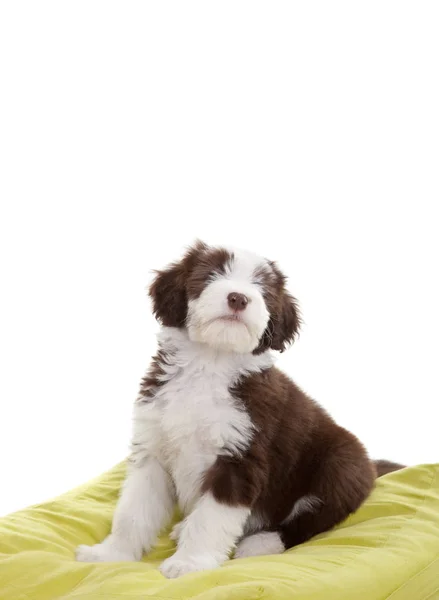 枕の上に座っているかわいい若い髭があるコリーの子犬 — ストック写真