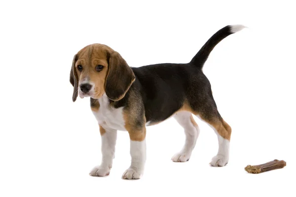 Lindo Beagle Joven Sobre Fondo Blanco Con Hueso — Foto de Stock