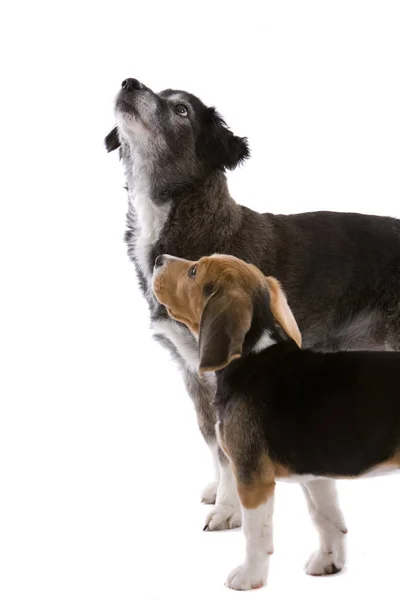 Дві Милі Собаки Дивляться Свого Боса — стокове фото