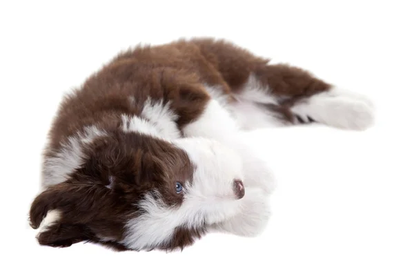 Schattige Jonge Bearded Collie Pup Spelen Witte Achtergrond — Stockfoto