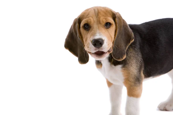 Néz Mintha Azt Mondja Valami Aranyos Fiatal Beagle — Stock Fotó