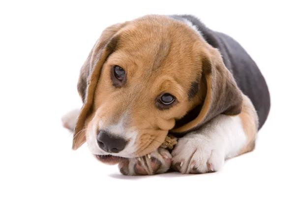 Bedårande Ung Beagle Valp Tuggar Sitt Ben — Stockfoto