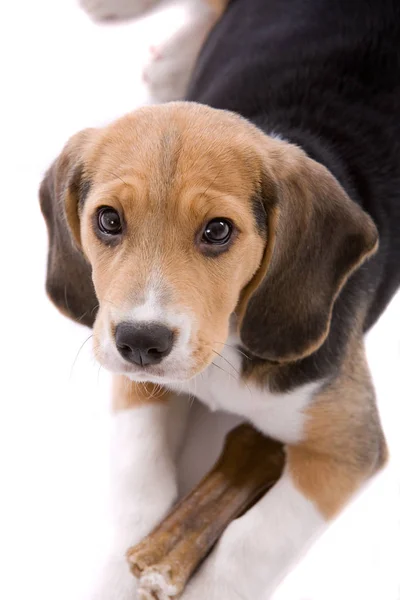 Cute Młodych Beagle Pup Patrząc Bardzo Ochronnych Kości — Zdjęcie stockowe