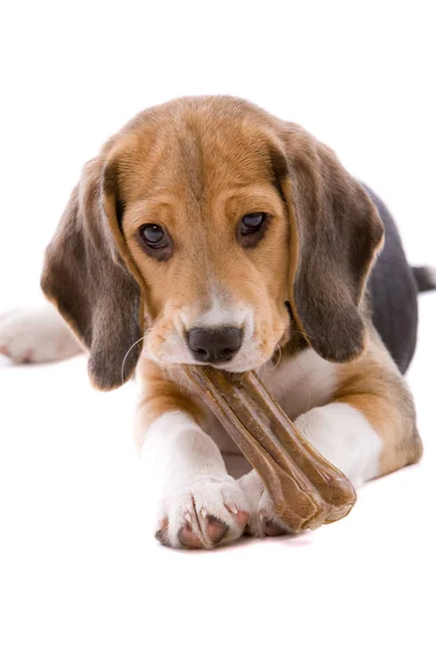 Urocze Słodkie Beagle Szczeniak Żucia Kości — Zdjęcie stockowe