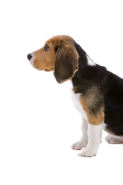 Bonito Filhote Cachorro Beagle Olhando Para Chefe Com Olhar Implorando — Fotografia de Stock