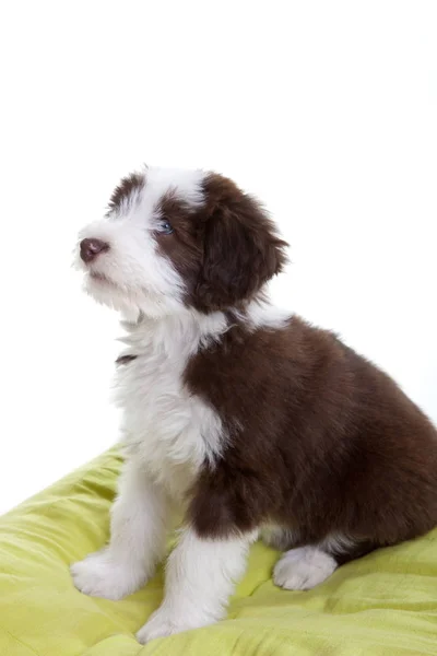 Schattige Jonge Bearded Collie Pup Zittend Het Pilow — Stockfoto