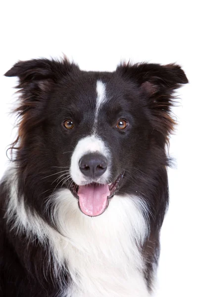 Hermosa Joven Frontera Collie Sobre Fondo Blanco —  Fotos de Stock