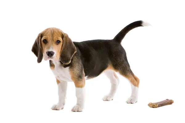 Lindo Cachorro Beagle Joven Sobre Fondo Blanco — Foto de Stock