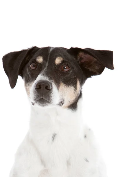 Lindo Curioso Perro Mirando Con Orejas Puntiagudas Sobre Fondo Blanco —  Fotos de Stock