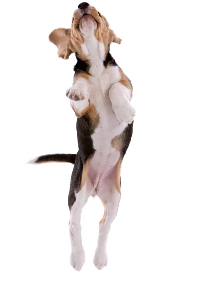 Fiatal Beagle Kiskutya Ugrás Magas Fehér Háttér — Stock Fotó
