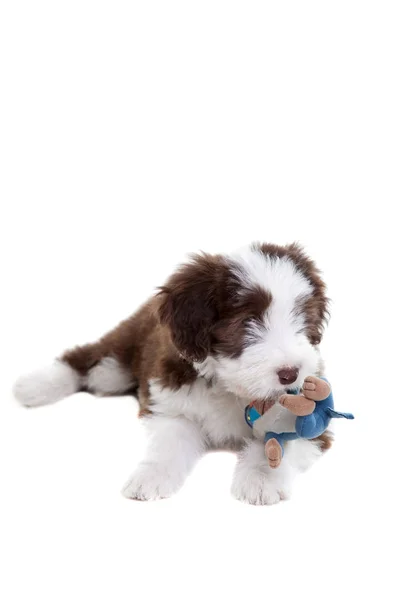 Unga Och Söta Bearded Collie Valp Veckor — Stockfoto