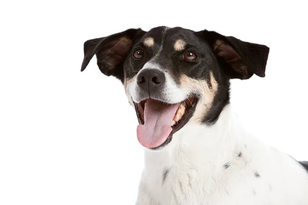 Ağız Köpek Dışarı Asılı Dil Ile Mutlu Görünüyordu Şirin — Stok fotoğraf