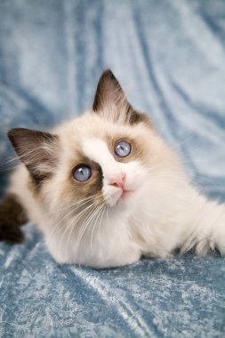 sevimli genç ragdoll kedi yavrusu arıyorum