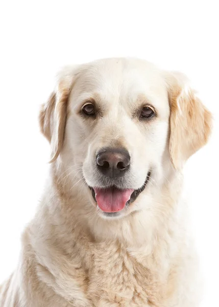 Vackra Golden Retriever Hund Tittar Gärna Vit Bakgrund — Stockfoto