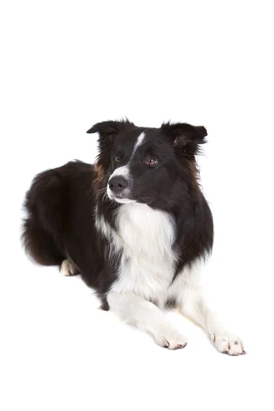 Hermosa Joven Frontera Collie Sobre Fondo Blanco Mirando Atento —  Fotos de Stock