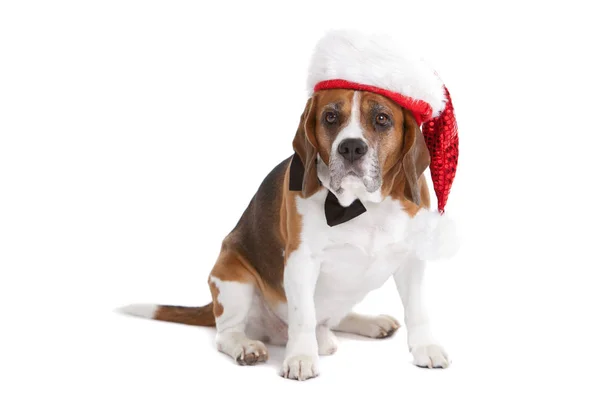 Beagle Bonito Fundo Branco Com Chapéu Natal — Fotografia de Stock