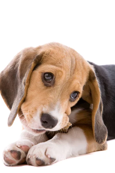 Urocza Młoda Beagle Szczeniak Żucia Kości — Zdjęcie stockowe