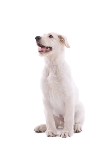 Cute Young Puppy Dog Looking White Background — Stock Photo, Image