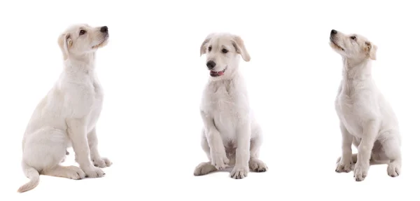 Beyaz Arka Plan Üzerinde Sevimli Genç Köpek Yavrusu — Stok fotoğraf