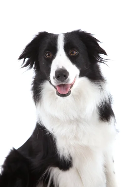 Pěkný Pes Sedí Bílém Pozadí Pohledu Šťastný — Stock fotografie