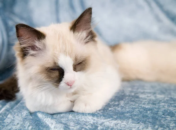 Lindo Poco Ragdoll Gatito Acostado Sofá Durmiendo — Foto de Stock