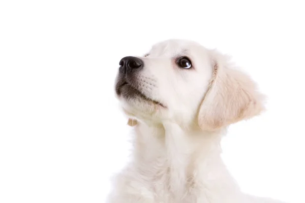 Lindo Cachorro Golden Retriever Mirando Hacia Arriba Sobre Fondo Blanco — Foto de Stock