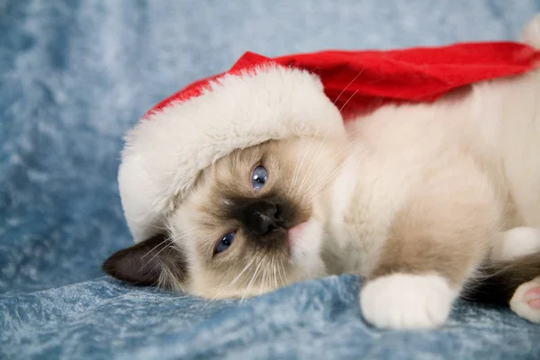 Ładny Mały Kotek Szuka Lekko Wkurzają Nosić Kapelusz Santa — Zdjęcie stockowe