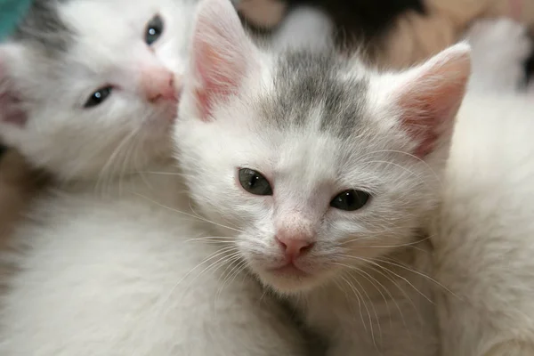 Küçük Yavru Kedi Yalan Yakın Birlikte Onların Sepet Içinde — Stok fotoğraf