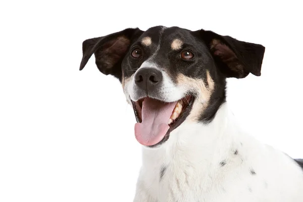 Χαριτωμένο Σκυλί Ψάχνει Ευτυχής Γλώσσα Κρέμεται Έξω Από Αυτό Είναι — Φωτογραφία Αρχείου