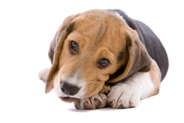 Adorable Cachorro Beagle Joven Masticando Hueso — Foto de Stock