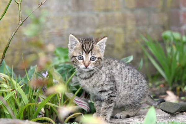 Piccolo Gattino Che Guarda Curiosamente Nel Giardino — Foto Stock