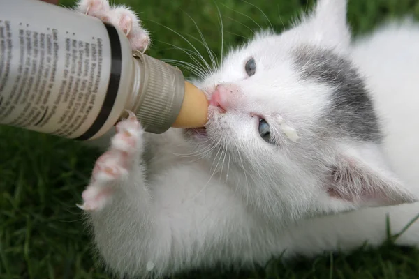 Händefüttern Kleiner Kätzchen Mit Flasche Milch — Stockfoto