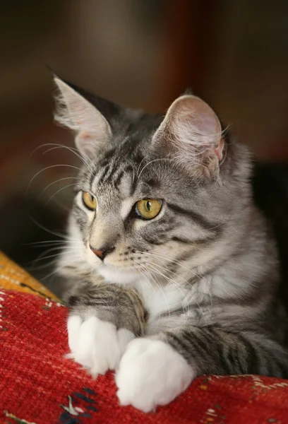 Hermoso Gato Acostado Con Una Mirada Atenta Cara —  Fotos de Stock