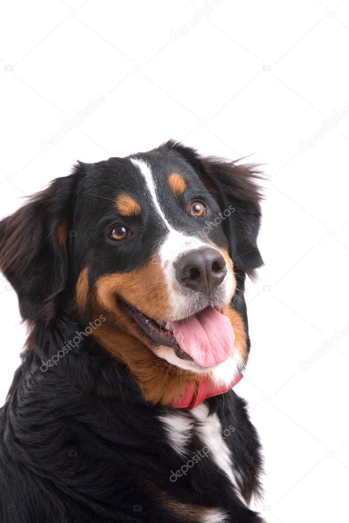 Cute and young bernese mountain dog on white background