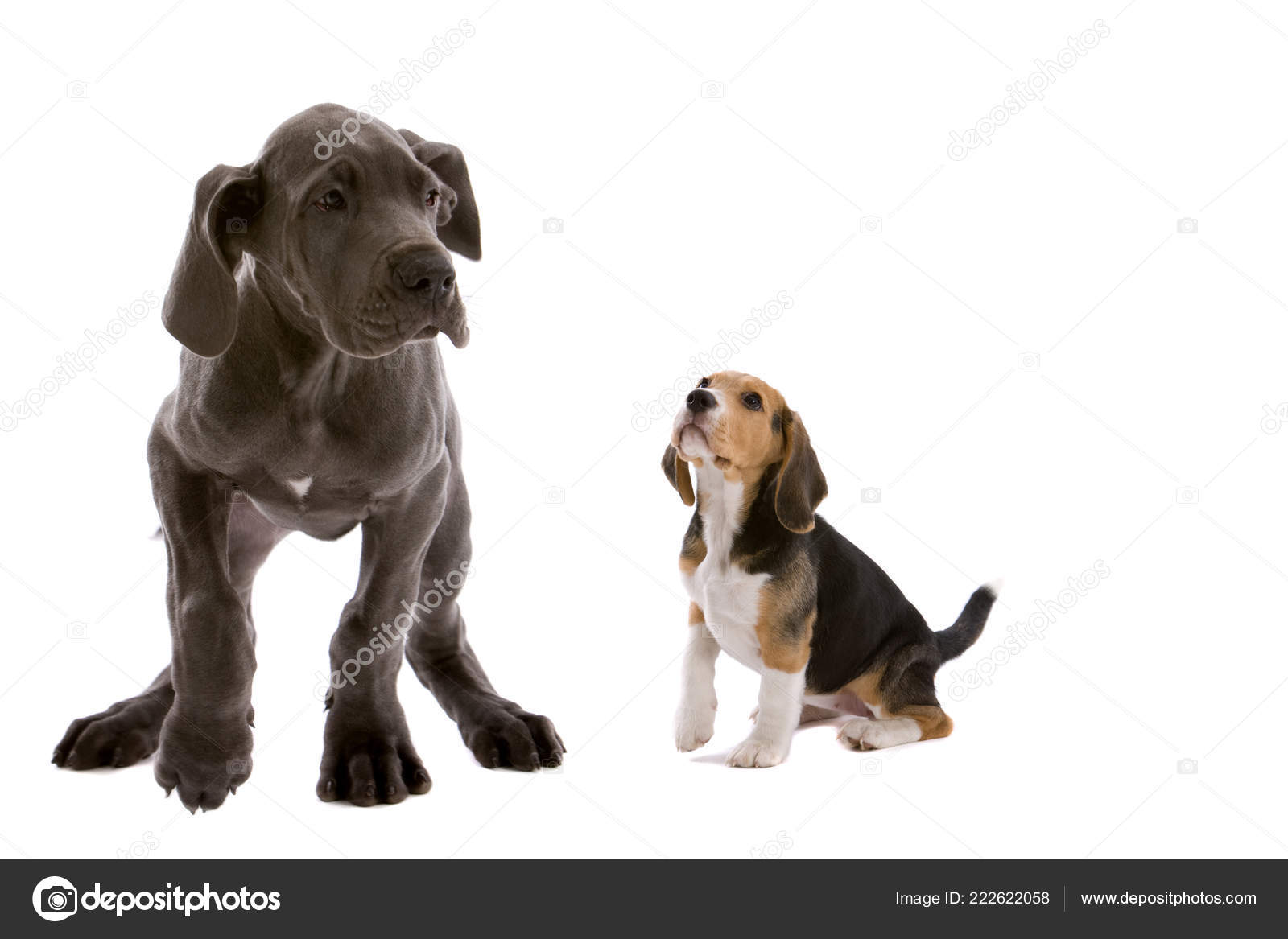 Great dane on sale beagle