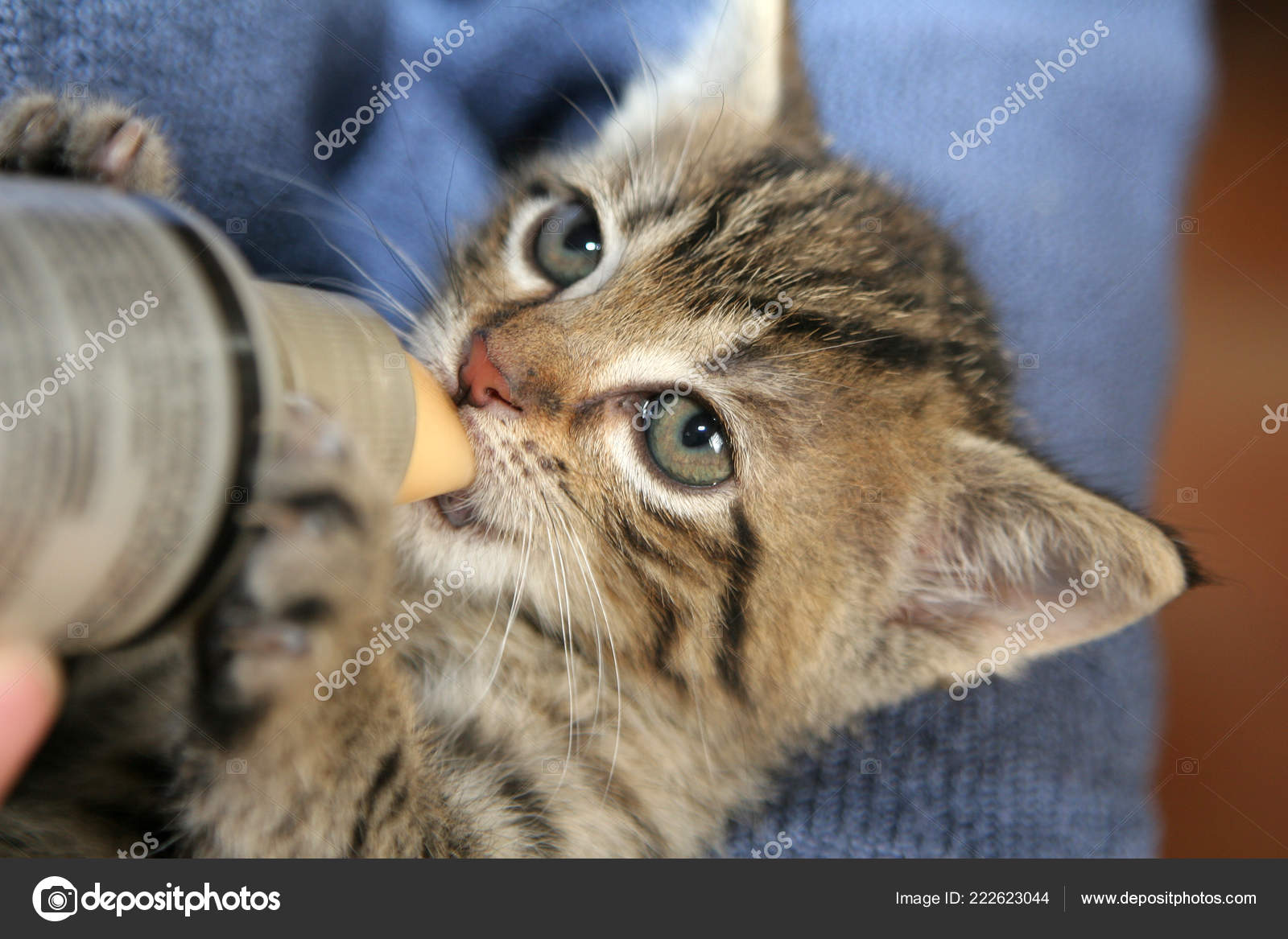 kitten drinking from bottle