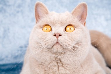 Sevimli kremalı bej kedi mavi kadife koltukta dinleniyor.