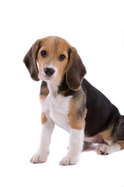 Sevimli genç beagle yavru beyaz arka plan üzerinde adorably şirin arıyorsunuz